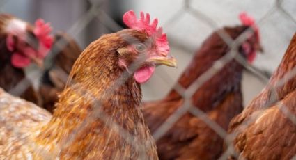 Alerta en el mundo por un nuevo caso de gripe aviar en Dongguan, China