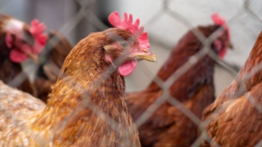 Alerta en el mundo por un nuevo caso de gripe aviar en Dongguan, China