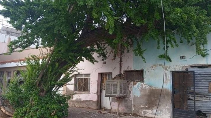 Ciudad Obregón: Vecinos llaman a retirar árbol que cayó sobre domicilio por fuertes vientos