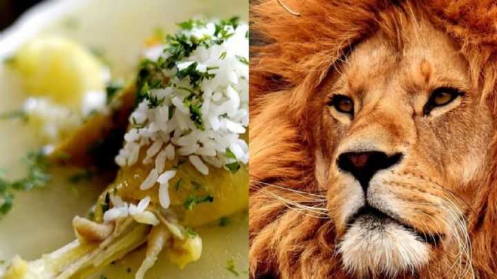 Tras dar positivo a Covid-19, los leones y tigres de un zoológico comen ¿caldo de pollo?