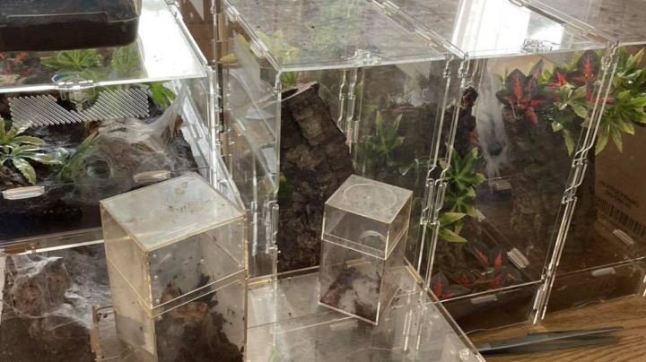 FOTOS: ¡De terror! Un hombre halla a 19 tarántulas y a una pitón a pocos metros de su casa