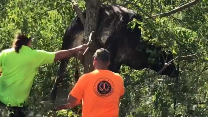 VIDEO: Tras el huracán 'Ida', un grupo de rescatistas bajan de un árbol a una ¡vaca!