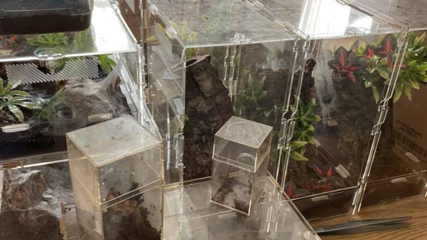 FOTOS: ¡De terror! Un hombre halla a 19 tarántulas y a una pitón a pocos metros de su casa