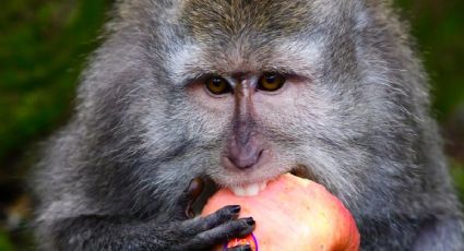 VIDEO: ¿Hambrientos o aburridos? Por la pandemia, un grupo de monos asaltan a un pueblo