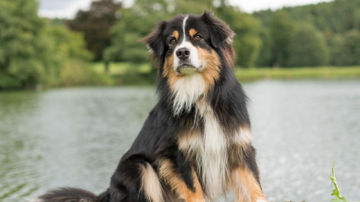 VIDEO: ¡Impactante! Un perro sorprende a Internet al aprender a decir "sí" y "no"