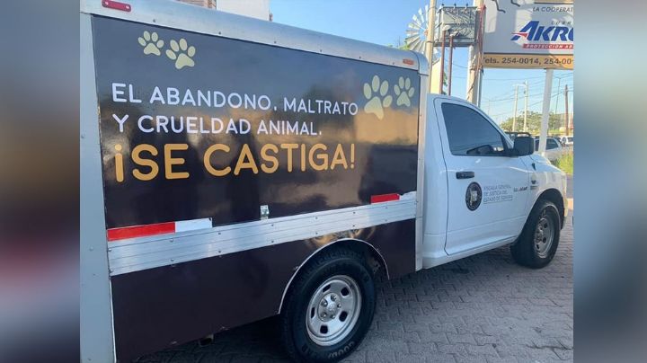 Rescatistas califican de "urgente" que Cajeme tenga un Modelo de Atención por Crueldad Animal