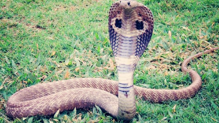 VIDEO: ¡Escalofriante! Una cobra se oculta en una motoneta y ataca al dueño; logran atraparla