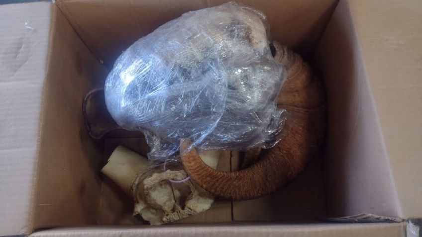 Encuentran cráneo, cuernos y piel de borrego cimarrón en paquetería de Hermosillo
