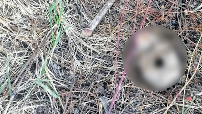 Movilización en Morelos: En medio de un predio baldío, encuentran cráneo humano