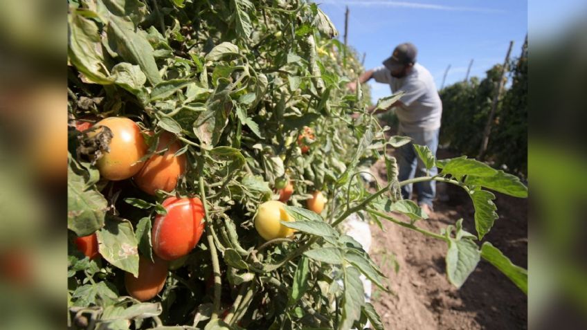 Baja producción provoca 'disparo' en el precio de tomate en Sonora