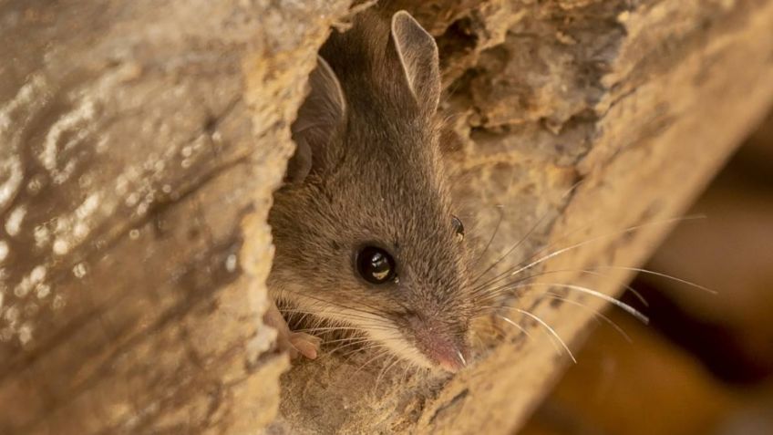 Detectan un caso de hantavirus en California; se transmite a través de la orina y heces