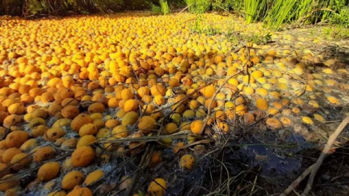 Protección Civil de Álamos revisará agua del Río Mayo donde cayeron cítricos en mal estado