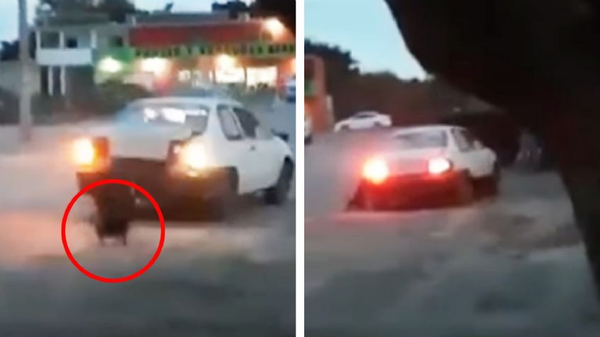 VIDEO: Conductor amarra a dos perros en defensa de automóvil y los arrastra en Sinaloa