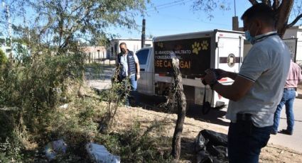 Investigan muerte de cinco perros en Sonora; vecinos denuncian que fueron envenenados