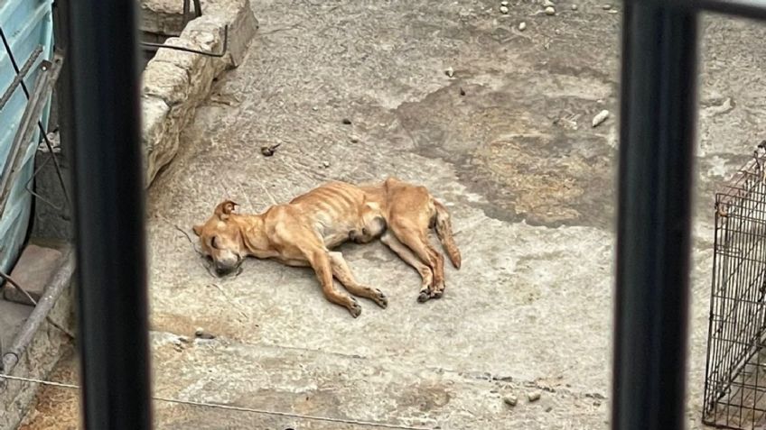 VIDEO: Por hambre, perros devoran a otro can en albergue de la Ciudad de México