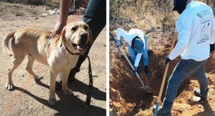 Con ayuda del perro Bongo, localizan cuerpo putrefacto en fosa clandestina de Nogales