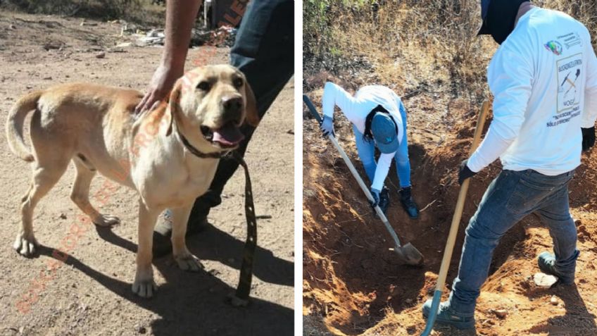 Con ayuda del perro Bongo, localizan cuerpo putrefacto en fosa clandestina de Nogales
