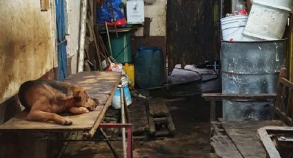 Así operaba el hombre que vendía carne de perro a taqueros en Nezahualcóyotl