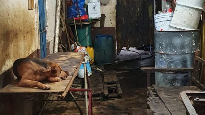 Así operaba el hombre que vendía carne de perro a taqueros en Nezahualcóyotl