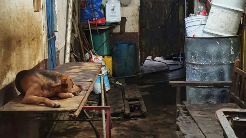 Así operaba el hombre que vendía carne de perro a taqueros en Nezahualcóyotl