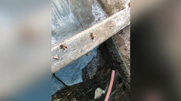 Enjambre de abejas invade hogares de la colonia Constitución en Navojoa