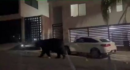 Oso gigante irrumpe en unidad habitacional, hace del baño y se va; 'paseo' queda en VIDEO