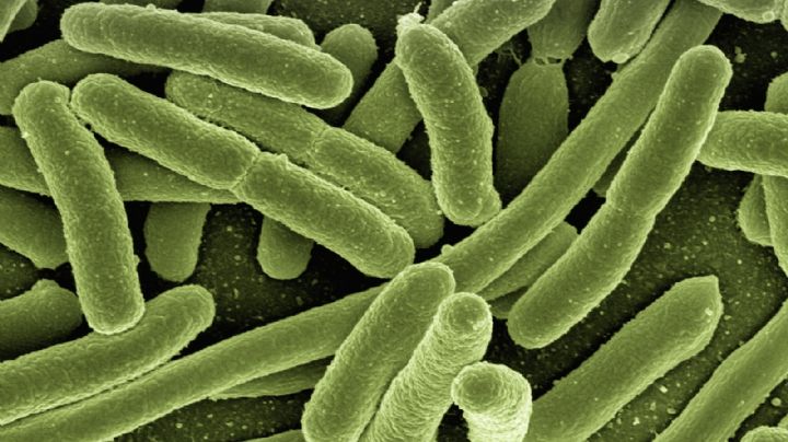 Bacteria carnívora afecta a 64 personas en EU; descubre sus síntomas y si llegaría a México