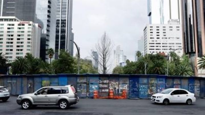 Sí está vivo: Ahuehuete de Paseo de la Reforma ya "echó raíces"; Sedema confirma