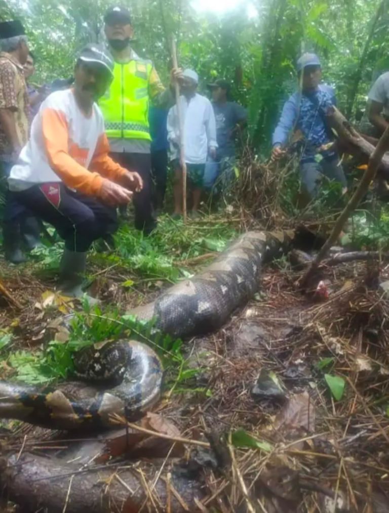 Víbora engulle a una mujer 