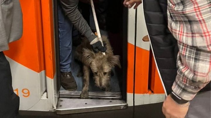 'Perrito' cae a las vías del Metro y tras recibir algunas descargas eléctricas, logran rescatarlo