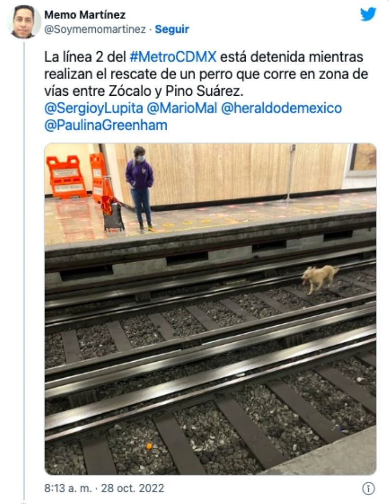 Perro cae a las vías del Metro 
