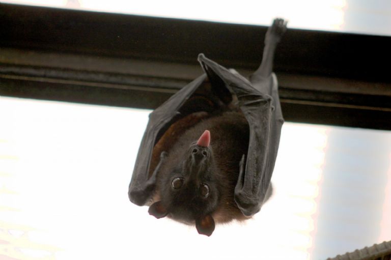 Murciélago
