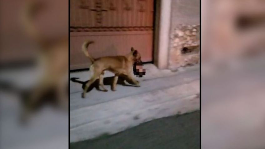 VIDEO muestra a canino robar cabeza humana abandonada junto a 'narcomensaje'; FGE la recupera