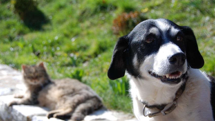 Prepara a tu 'lomito': CDMX se une a la jornada de esterilización en Latino América