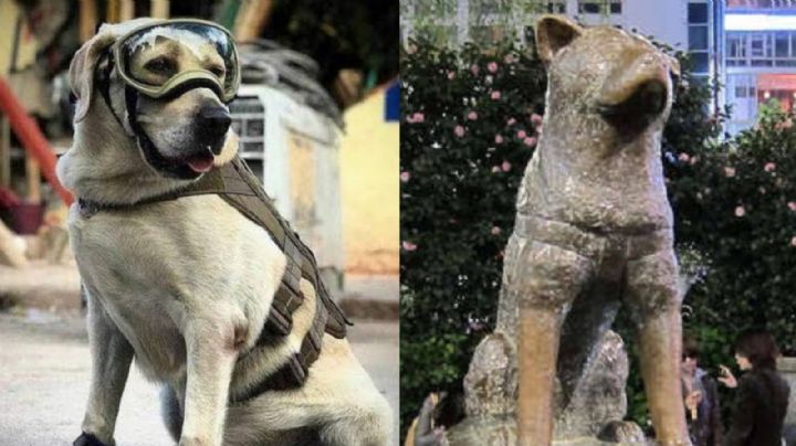 (FOTO) Al estilo 'Hachiko': Semar reconoce a la rescatista 'Frida' con su propia estatua; así luce