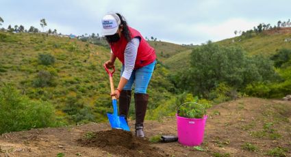 El Edomex sigue con su plan de reforestación y plantan 3 mil árboles en La Paz