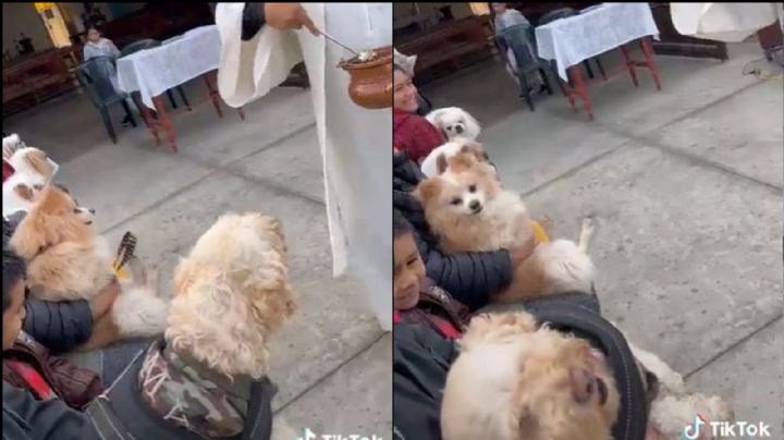 De terror: Tras una misa, sacerdote exorciza a un perro luego de arrojarle agua bendita