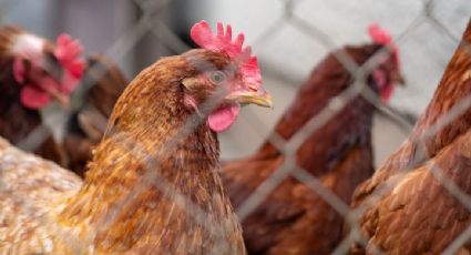 AMLO no considera "grave" brote de gripe aviar en Sonora y NL, pero se compromete a informar