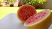 Foto ilustrativa de la nota titulada ¿Dolor de garganta? Estas propiedades de la guayaba serán tus aliadas en esta temporada de frío