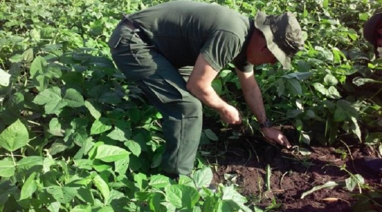 Sonora lidera la producción de alimentos en México. Foto: Internet