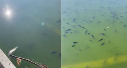 VIDEO: Denuncian en redes muerte de peces en el Lago de Chapultepec; así explican las autoridades