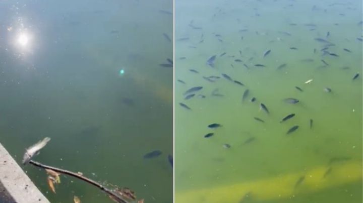 VIDEO: Denuncian en redes muerte de peces en el Lago de Chapultepec; así explican las autoridades