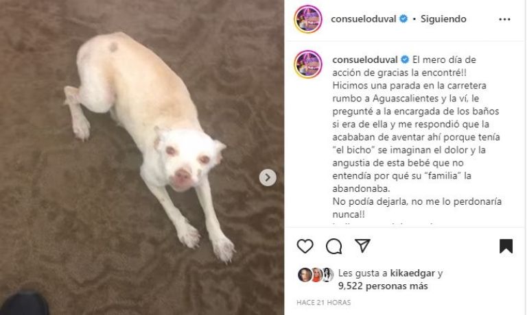 Nuevo perro de Consuelo Duval