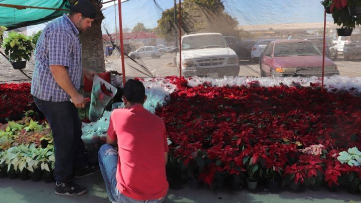 Comienza venta de Nochebuenas en el primer cuadro de Cajeme por fechas decembrinas