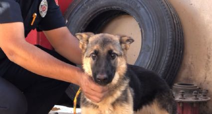 Bomberos de Ciudad Obregón rescatan a perrito; se integraría al grupo