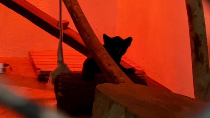 Conoce al nuevo residente del Zoológico de Chapultepec ¿Cuál será su nombre?