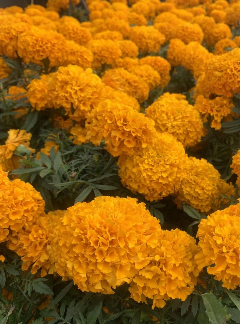 Flor de Cempasúchil 