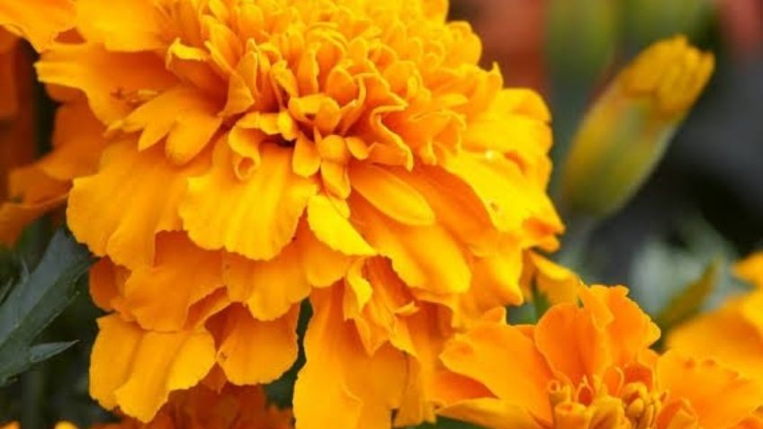 Inicia en Toluca colección de Cempasúchil 2022; Se convertirá en insecticida