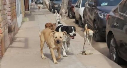 Animales callejeros, el problema de Salud Pública ignorado por las autoridades de Sonora
