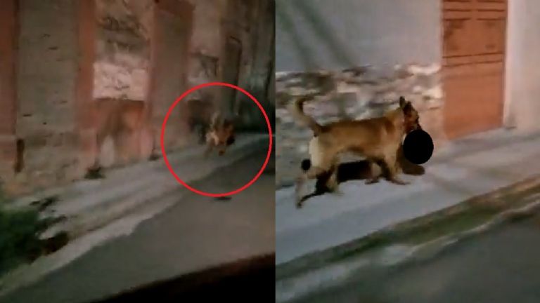 Perro pasea cráneo humano en Zacatecas. Foto: Facebook